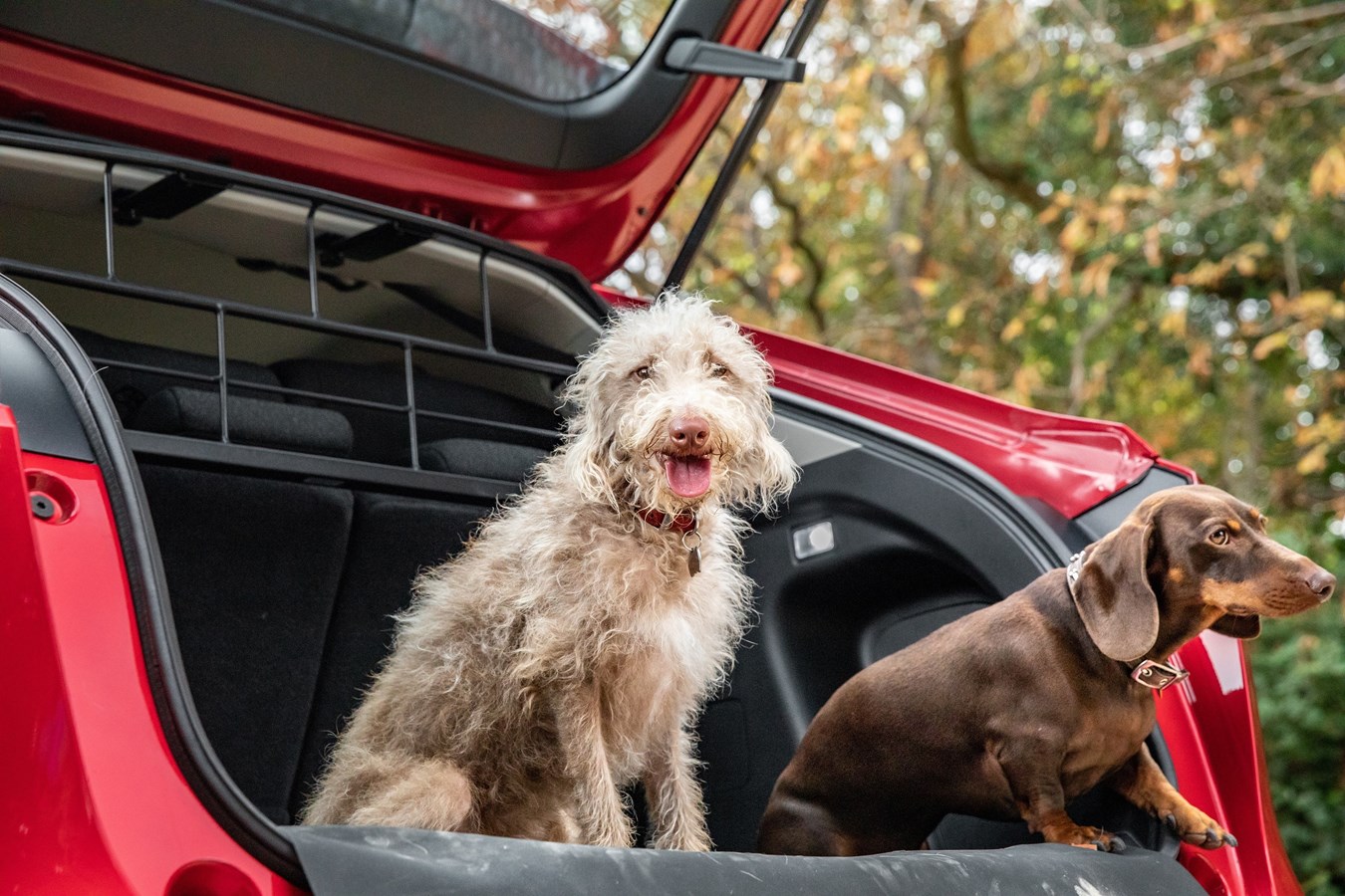 HONDA LAUNCHES NEW RANGE OF DOG ACCESSORIES, INSPIRED BY APRIL FOOLS’ DAY JOKE
